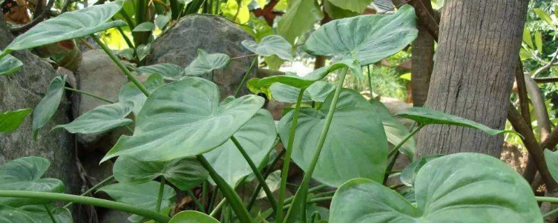 尖尾芋怎么种（尖尾芋怎么种植）
