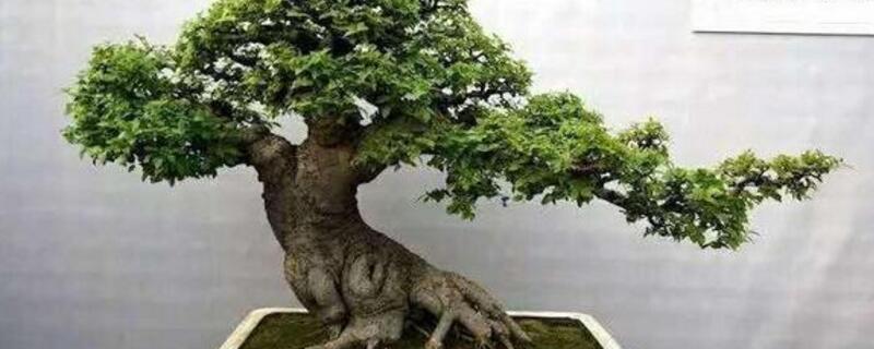 朴树下山桩如何栽活 朴树下山桩如何栽活图片