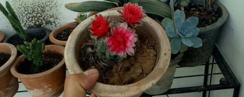 绯花玉怎么养大的快（绯花玉哪个品种好看）