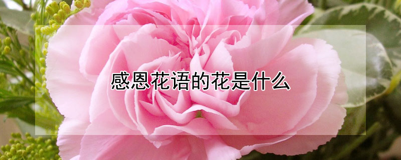 感恩花语的花是什么（花语表示感恩的花）
