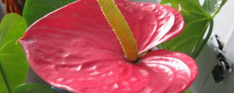 鹅掌花怎么养（鹅掌花怎么养才能更旺盛）