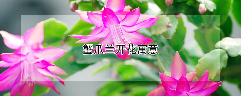 蟹爪兰开花寓意 蟹爪兰开花寓意词