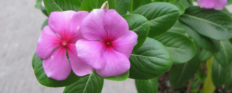 长春花盆栽的方法 长春花盆栽怎么养