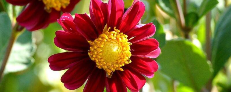 西番莲花可盆栽吗 西番莲花怎么种