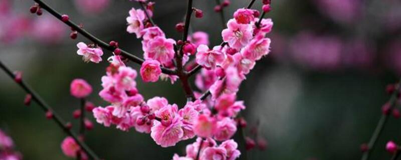 红梅树怎样杆插（红梅树枝能插活吗）