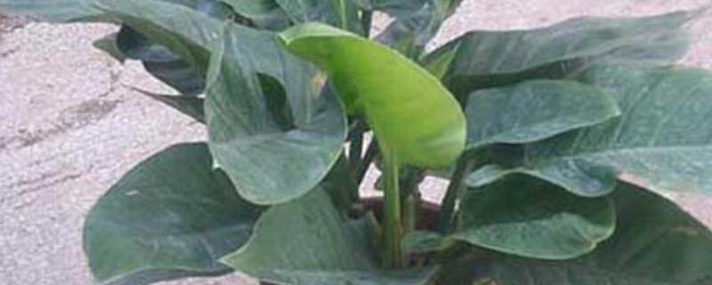 绿霸王有毒吗（绿霸王的植物是什么样）