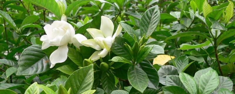 怎样养好小叶栀子（怎样养好小叶栀子花）