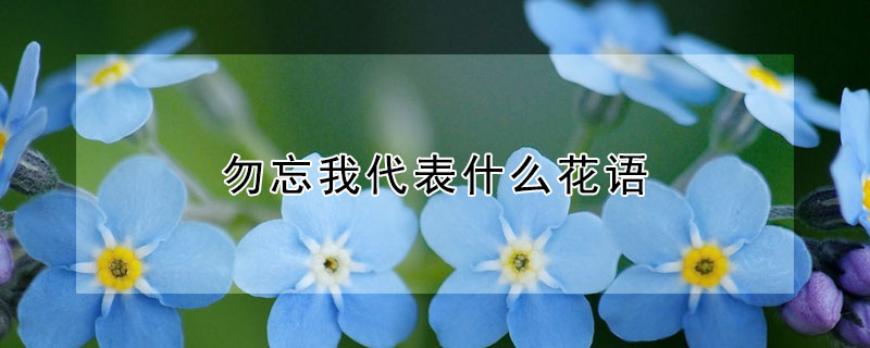 勿忘我代表什么花语 勿忘我代表的花语是什么意思