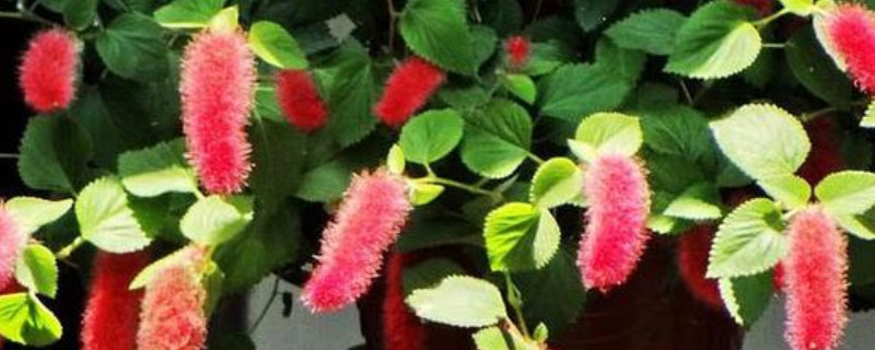 狗尾红花怎么种植 狗尾花怎么养