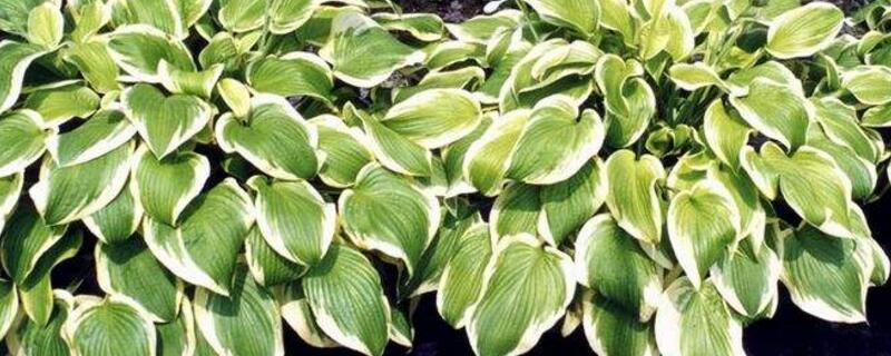 花叶玉簪怎么繁殖（花叶玉簪怎么繁殖视频）