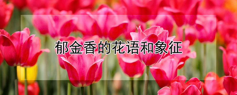 郁金香的花语和象征 郁金香的花语和象征意义长什么样