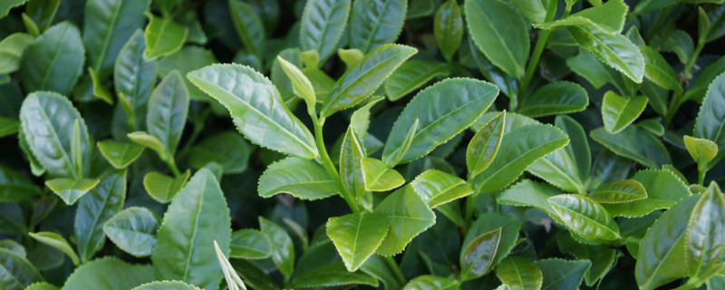 茶树叶子掉光怎么救活（茶树树叶突然掉光）
