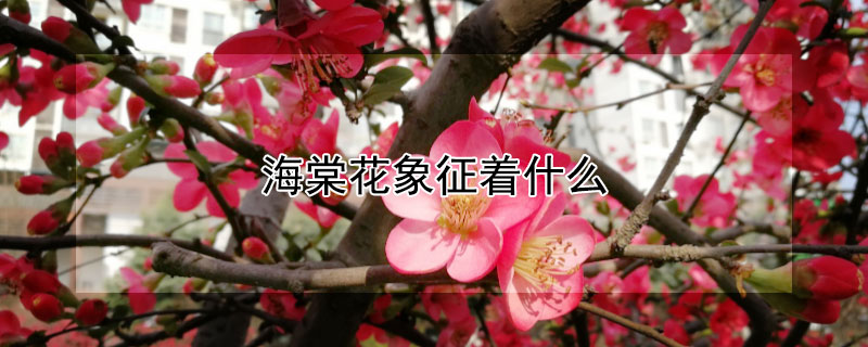 海棠花象征着什么（海棠花象征着什么精神）