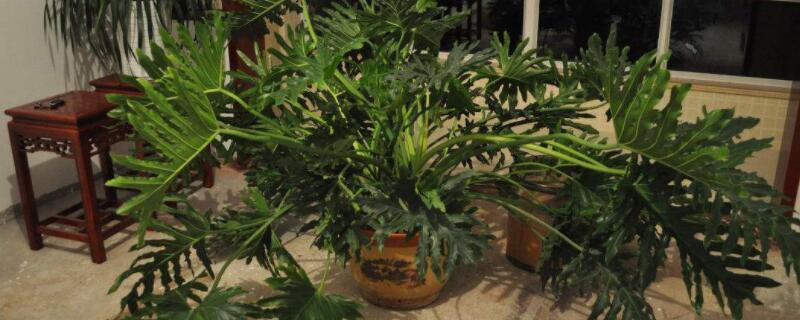 气生根植物有哪些（气生根植物有哪些并介绍一下）