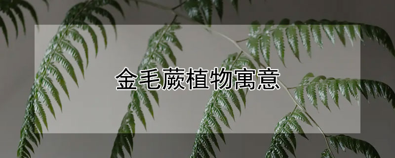 金毛蕨植物寓意 金毛蕨植物寓意什么