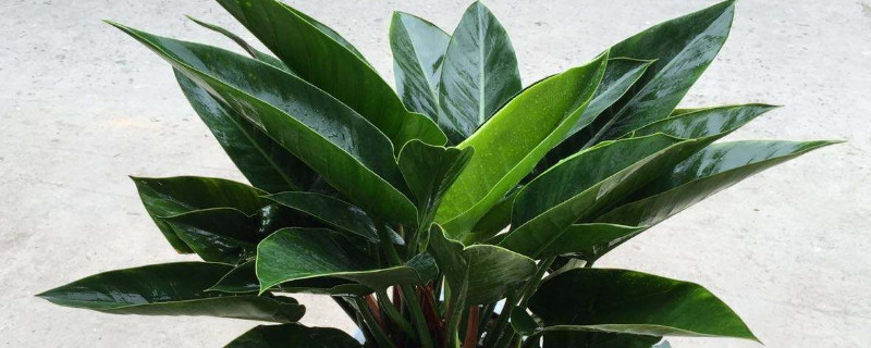 绿植金钻养殖方法 金钻植物怎么养殖