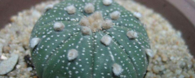 星兜发芽后怎么管理（星兜苗期怎么养殖）