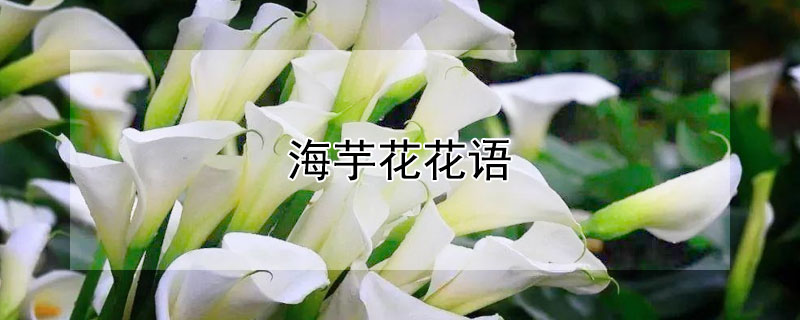 海芋花花语 海芋花花语诗句