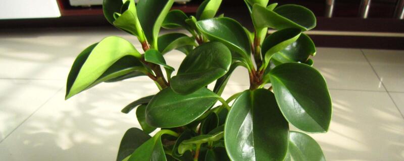 豆瓣绿养殖方法 豆瓣绿的养植方法
