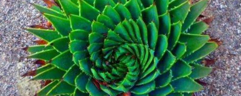 旋转芦荟种子怎么发芽（旋转芦荟种子图片）