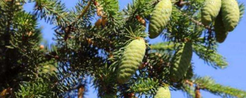 松塔怎样处理后垫盆（松塔放花盆底怎么处理）