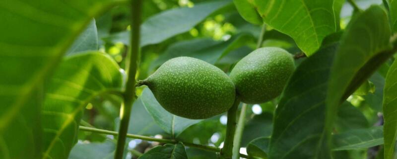 种植核桃树不结果的原因是什么 核桃树不结果怎么回事
