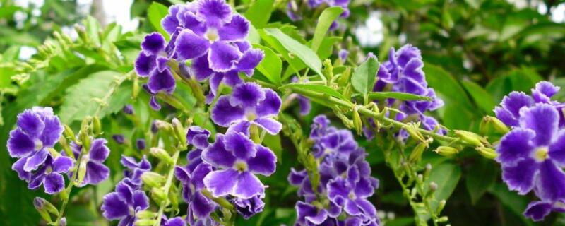 蕾丝金露花怎么养 蕾丝金露花怎么养殖