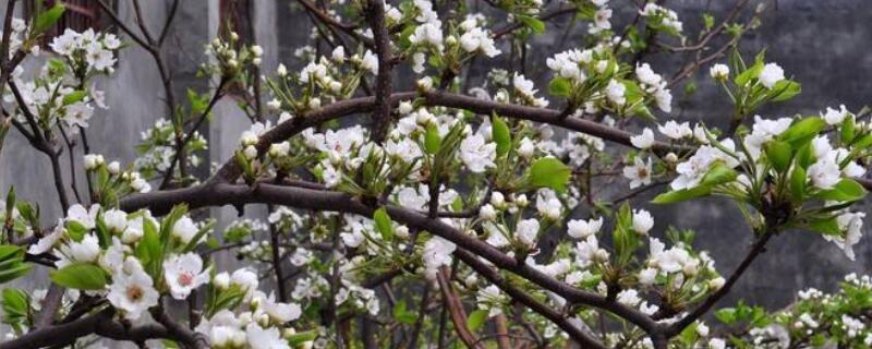 梨树花前打什么药 梨树花前打什么药果形好