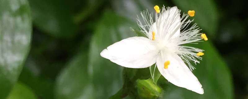 白花紫露草水养方法 白花紫露草养在房间里有什么好处?