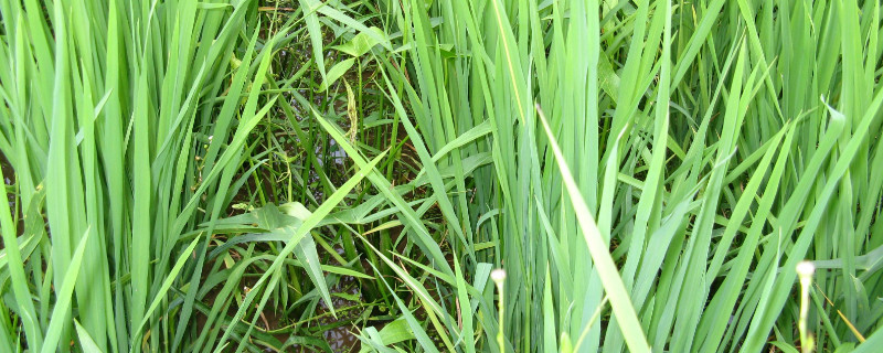 荸荠无土种植 荸荠无土种植怎么种