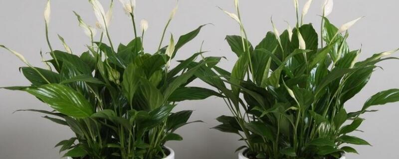 白掌用深盆还是浅盆 白掌用深盆还是浅盆好养