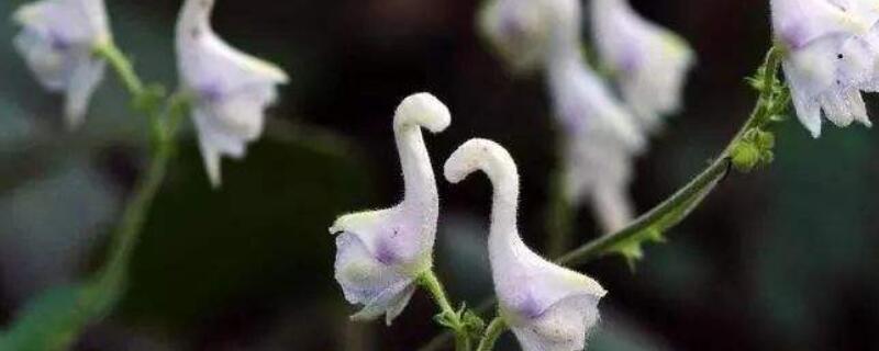 天鹅花怎么种 天鹅花怎么种植