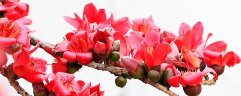 富贵红花的养殖方法（富贵红花的养殖方法视频）
