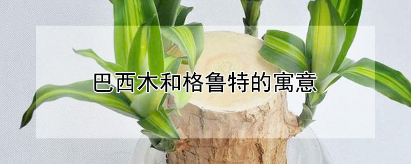 巴西木和格鲁特的寓意 巴西木和格鲁特有什么关系