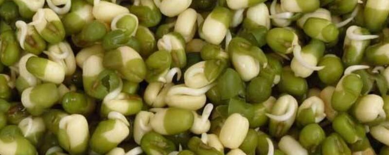 怎样发绿豆芽（怎样发绿豆芽最快又好）