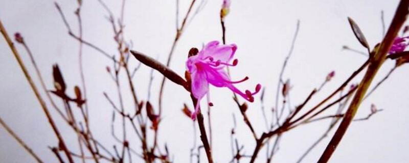干枝杜鹃怎么养开花快（干枝杜鹃怎么养开花快一点）