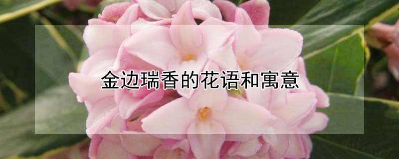 金边瑞香的花语和寓意 金边瑞香的花语和寓意是什么?