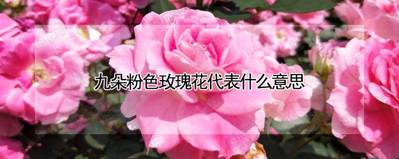 九朵粉色玫瑰花代表什么意思（九十九朵粉色玫瑰花代表什么意思）