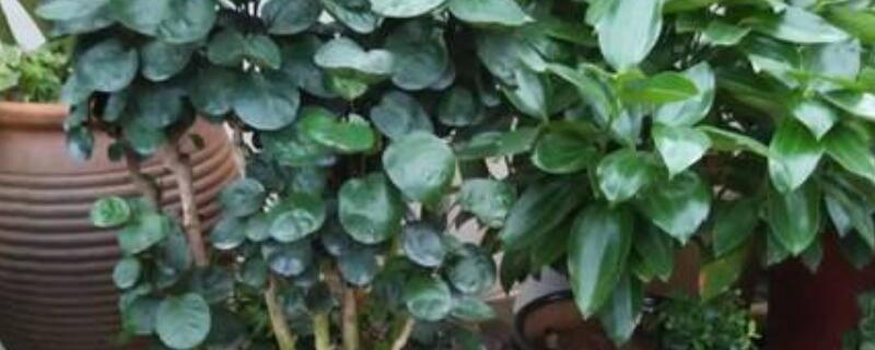钱多多植物的养殖方法（钱多多植物的养殖方法及注意事项）