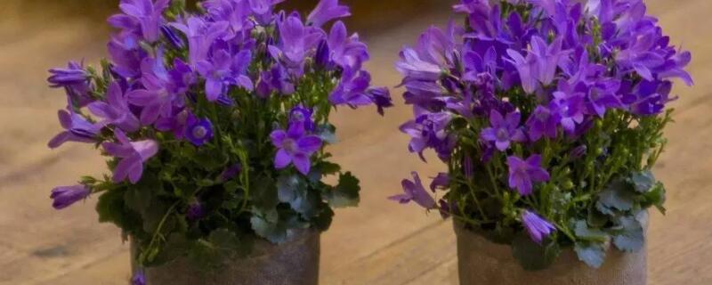 丹麦风铃花谢了怎么办（丹麦风铃花枯萎了怎么办）