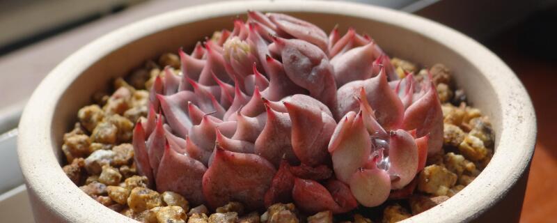 蒂亚的侧芽怎么处理 蒂亚长侧芽好还是不好