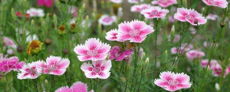石竹花种子怎么播种（石竹第二年还能活吗）