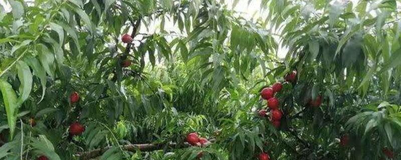 果树移栽后多久生根 果树移栽后多久生根正常
