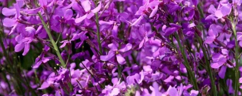 蓝香芥怎么种 蓝香芥怎么种出来的