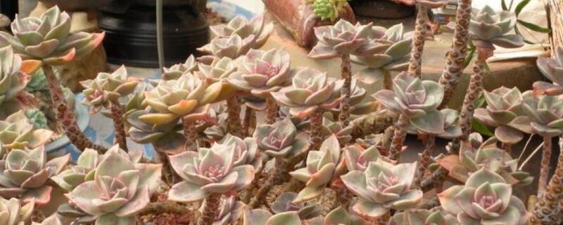 多肉土壤要求（多肉土壤要求是什么）