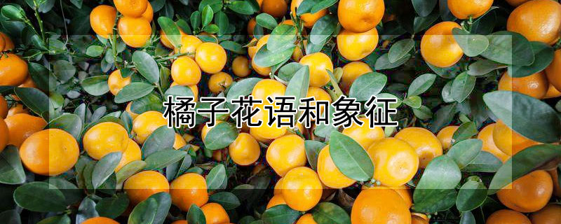橘子花语和象征 橘子花有什么寓意