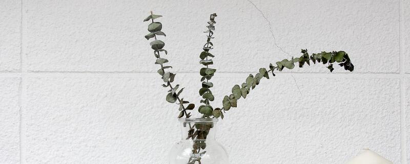 尤加利叶怎么养（尤加利叶怎么养活）