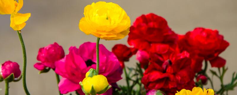 花毛茛烂根怎么救 花毛茛花谢后怎么处理