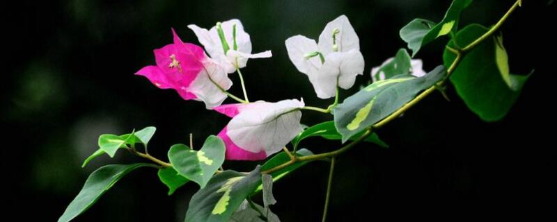 叶子花怎么养才开花多（叶子花怎么养才开花多一点）