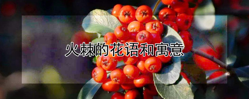 火棘的花语和寓意 火棘果的寓意和象征